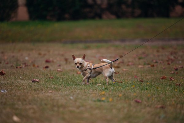 Cortisone chez les animaux : soulager la douleur en fin de vie