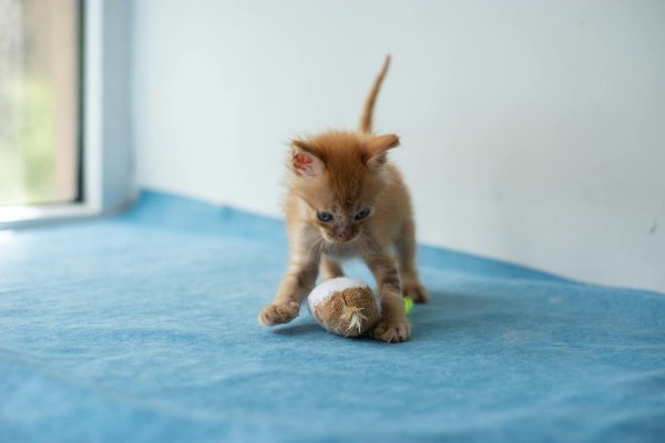 Comment corriger le comportement d'un chat de race British Shorthair qui mord sans raison?