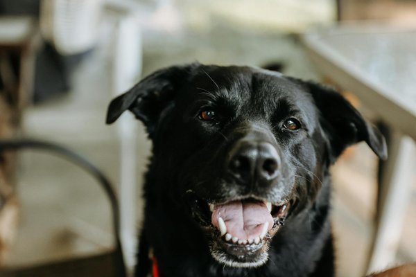 Comment la technologie change la vie des animaux de compagnie
